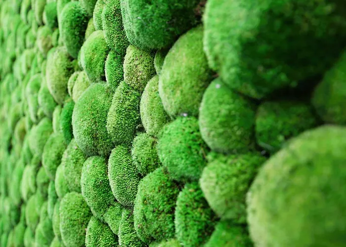 Piotrus Pan * Brzesko